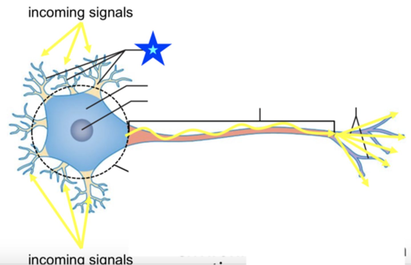 <p>detect signals; tend to be excitatory</p>