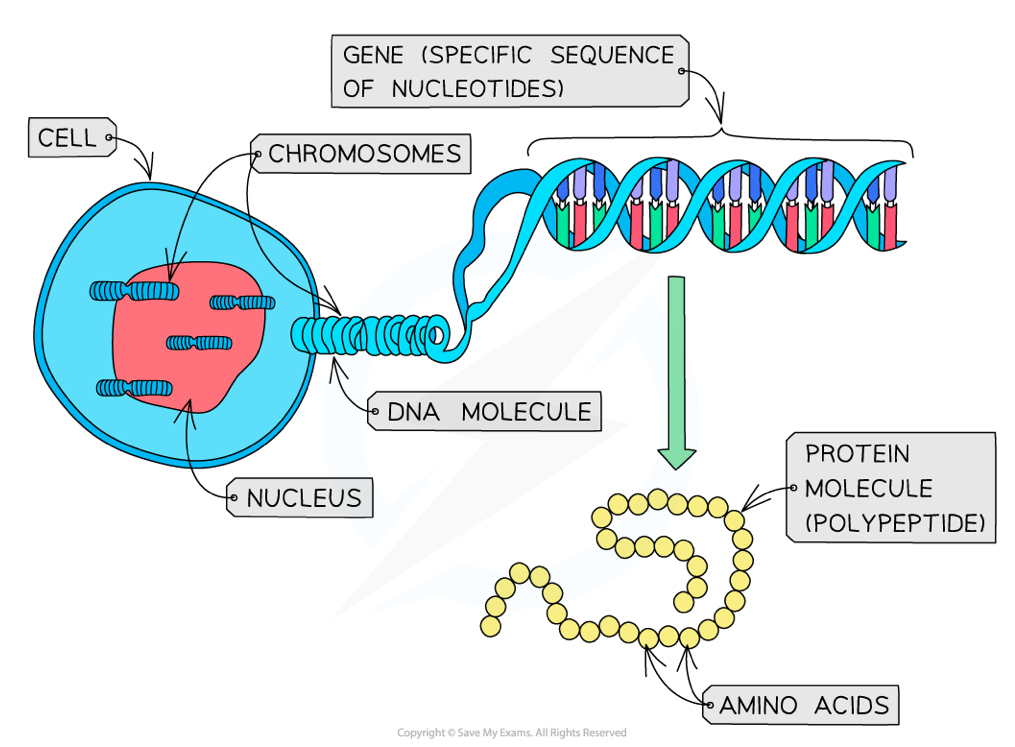 <p>A <strong>sequence of bases </strong>in a DNA molecule that codes for a protein</p><ul><li><p>a gene determines the sequence of amino acids in a polypeptide (the primary structure of a protein)</p></li></ul><p></p>