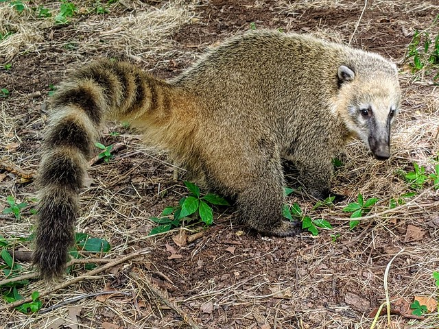 <p>like a raccoon, ring tail, masked face</p>