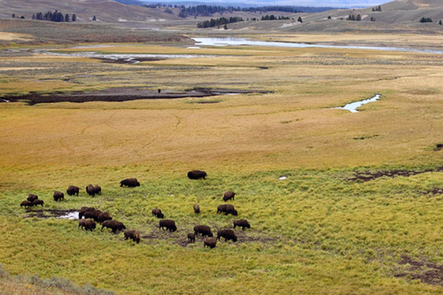 <p>Dominated by grasses, trees and large shrubs are absent. Temperatures vary more from summer to winter, and the amount of rainfall is less than in savannas. Temperate grasslands have hot summers and cold winters. </p>