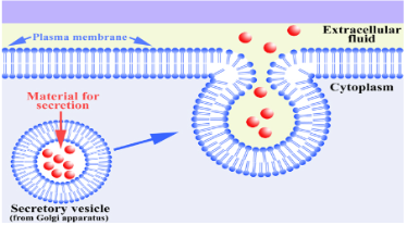 <p>Exocytosis</p>