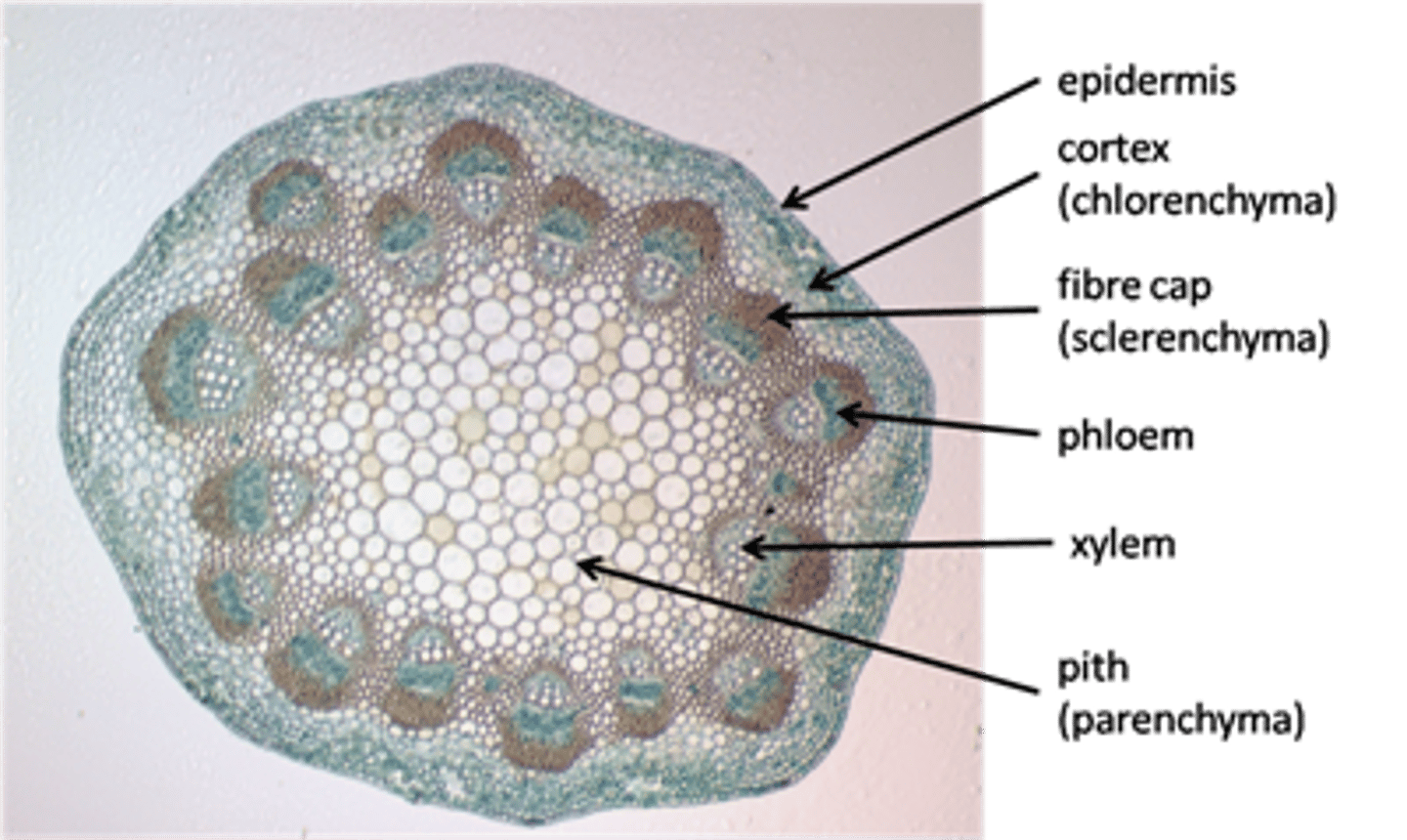 knowt flashcard image