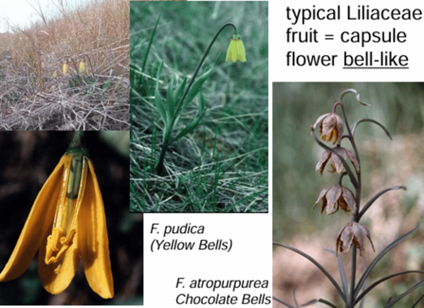 <p>What genus has these characteristics? </p><p>Fruit = capsule </p><p>flower bell-like</p><p>Typical Liliaceae: </p><p>Flowers: Regular, Perfect </p><p>(6, 6, 3) </p><p>has bulb</p>