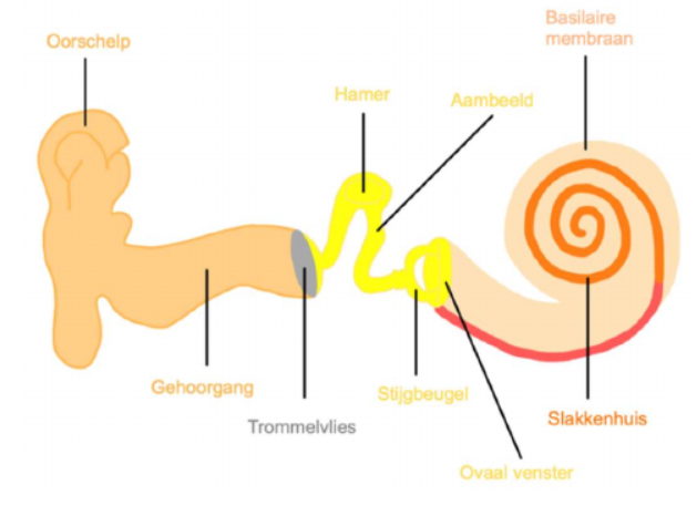 <ol><li><p>het <strong>buitenoor</strong><br>- <strong>oorschelp</strong>: vangt de geluidsgolven op &amp; versterkt deze<br>- <strong>gehoorgang</strong>: brengt de geluidsgolven verder het oor in naar het trommelvlies<br>- <strong>trommelvlies</strong>: geluidsgolven botsen tegen het trommelvlies aan</p></li><li><p>het <strong>middenoor</strong><br>- <strong>hamer </strong>(Malleus): het trommelvlies trilt hiertegenaan en de hamer versterkt het geluid<br>- <strong>aambeeld </strong>(Icus): de hamer geeft het geluid door en het aambeeld versterkt het weer<br>- <strong>stijgbeugel </strong>(Stapes): het aanbeeld geeft het geluid door en de stijgbeugel versterkt het weer<br>- het middenoor versterkt in totaal het geluid met 20 dB.</p></li><li><p>het <strong>binnenoor</strong><br>-&nbsp;<strong>ovale venster</strong>: de opening van het slakkenhuis → de voet van de stijgbeugel trilt tegen het ovale venster aan en het ovale venster geeft die trilling weer door<br>- het <strong>slakkenhuis </strong>(Cochlea): bestaat uit vloeistof + het <strong>basilair membraan</strong> met <strong>haarcellen</strong>.<br>Het basilair membraan gaat bewegen door de drukgolven (trilling) in de vloeistof. De beweging van het membraan is uniek voor de frequentie → door de beweging worden bepaalde haarcellen geactiveerd en gaan ze vuren → dit zorgt ervoor dat je geluid hoort</p></li><li><p>de <strong>primaire auditieve cortex (A1)</strong>: via de gehoorzenuw wordt de informatie doorgegeven aan A1.</p></li></ol><p></p>