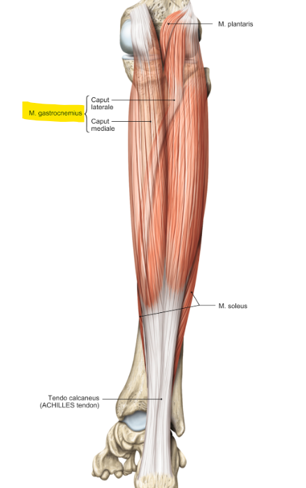 <p>m. gastrocnemius</p><p>loopt van de mediale (caput medius) en laterale (caput lateralis) condyl van de femur naar de hiel van de voet</p><p>functie = flexie van de knie &amp; plantairflexie en supinatie van de voet</p>
