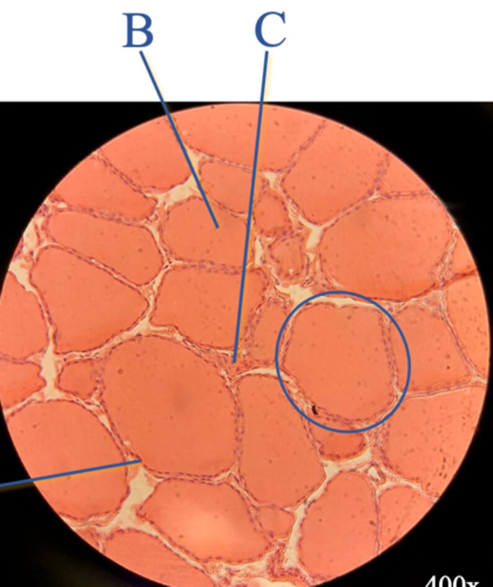 <p>Name the cells at "C"</p>