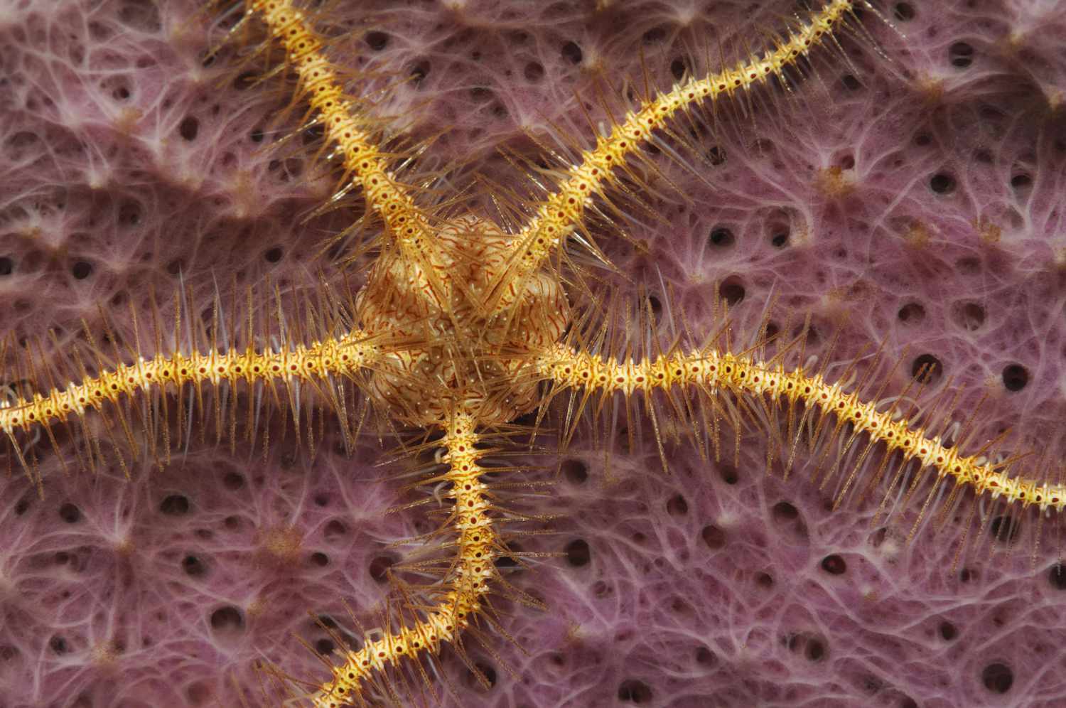 <p>Phylum+Class? (Common names?)</p>