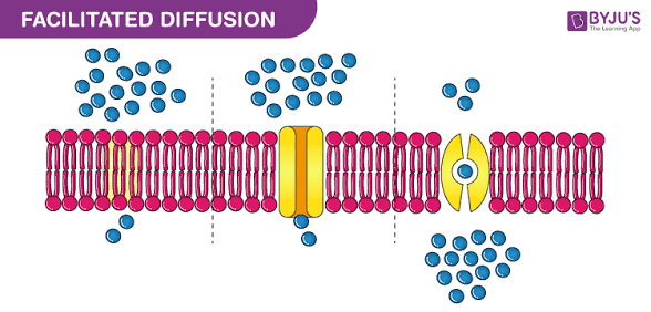 <p>Diffusion with the help of transport proteins, without energy. </p>