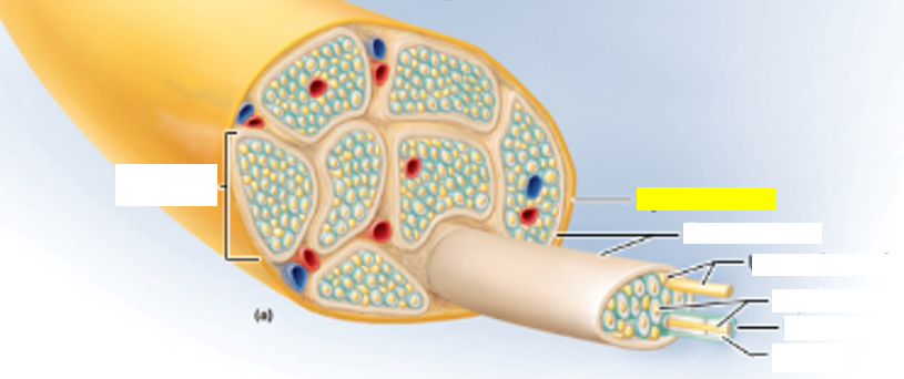 <p>what structure is highlighted in yellow?</p>