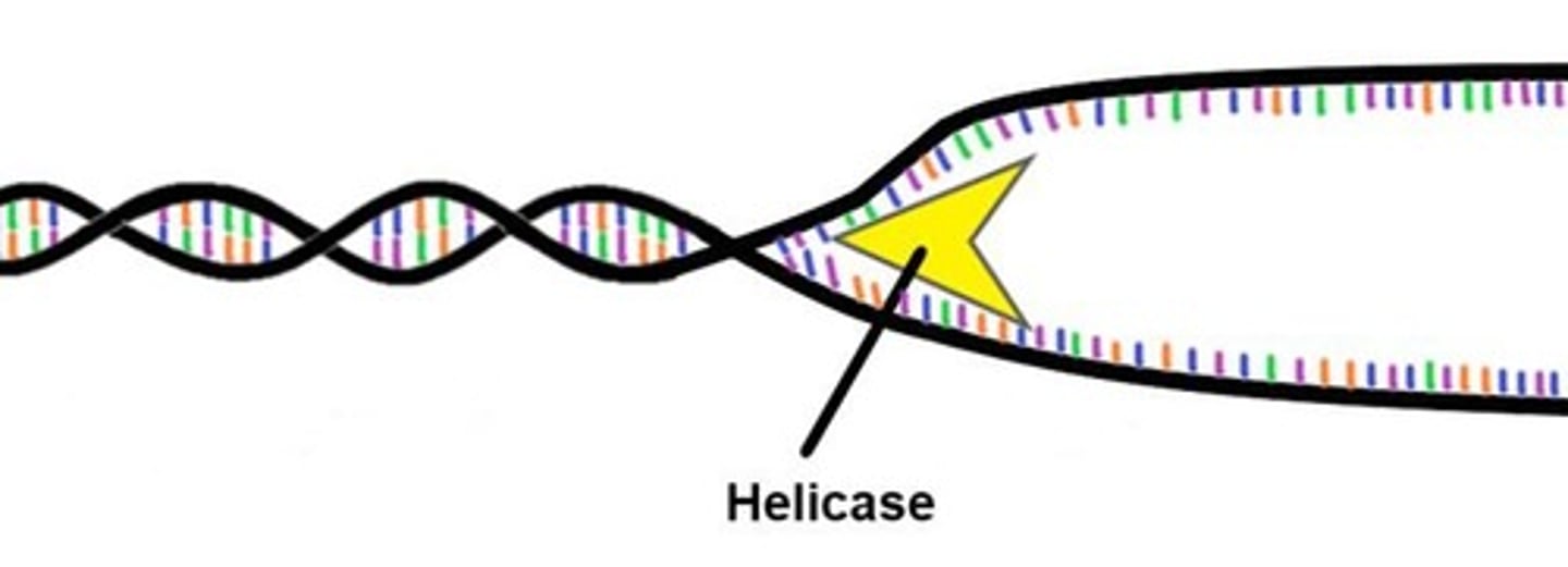 <p>Helicase that unzips DNA during replication.</p>