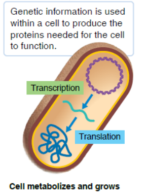 <p>genetic information is used within a cell to produce the proteins needed for the cell to function </p><ul><li><p>the cell metabolize and grows</p></li></ul><p></p>