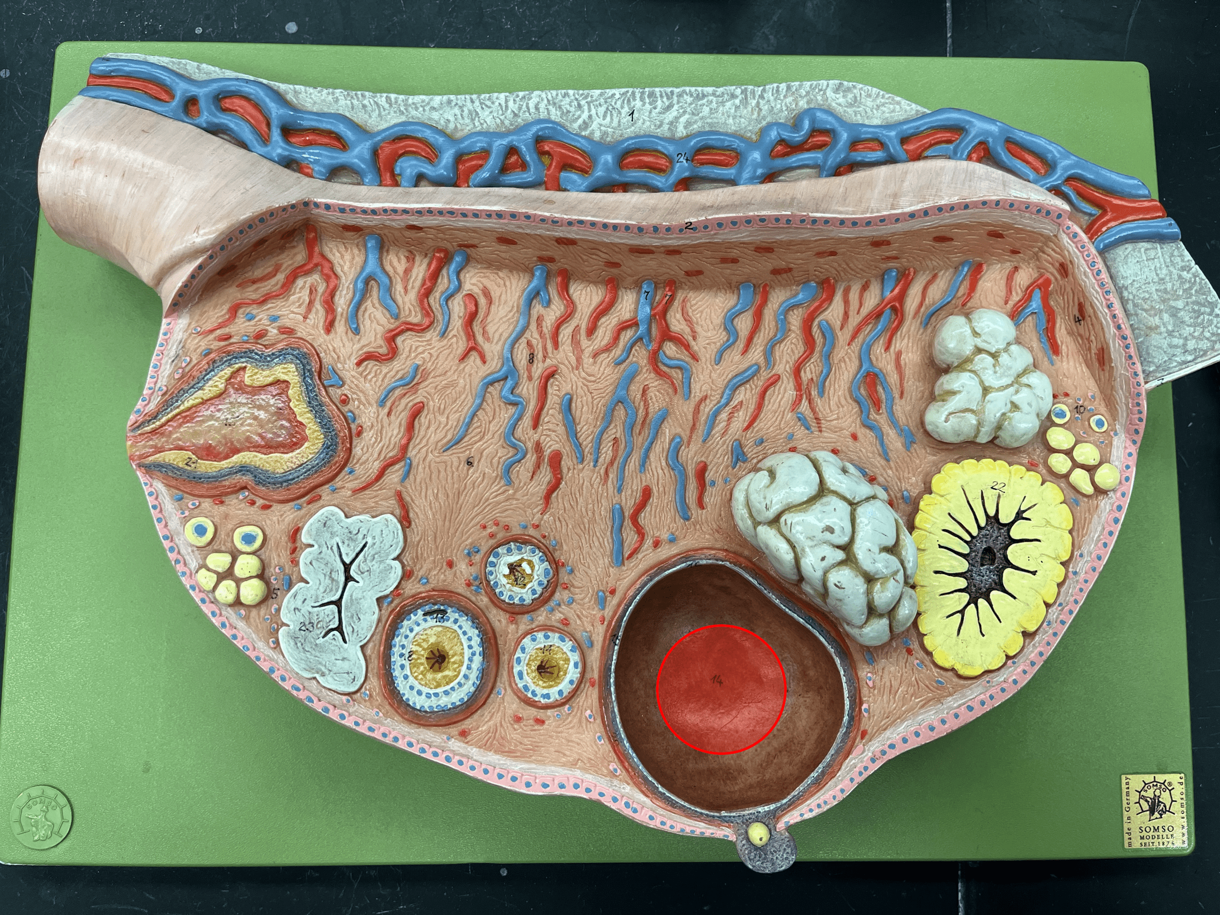 • Part of a secondary or Graafian follicle.

• A central cavity filled with follicular fluid.
