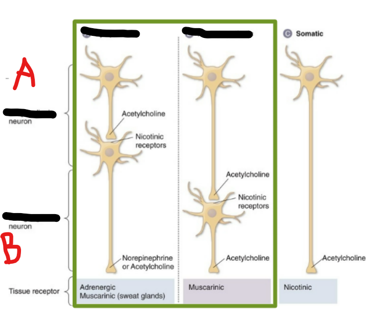 <p>A = ? neuron</p><p>B = ? neuron</p>