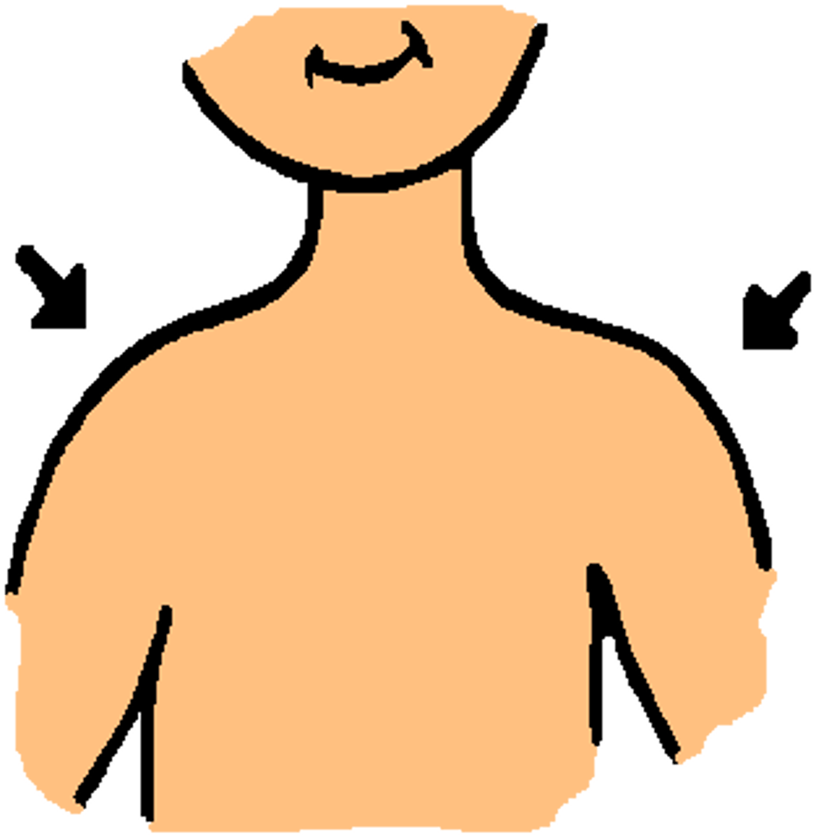 <p>the shoulders</p>