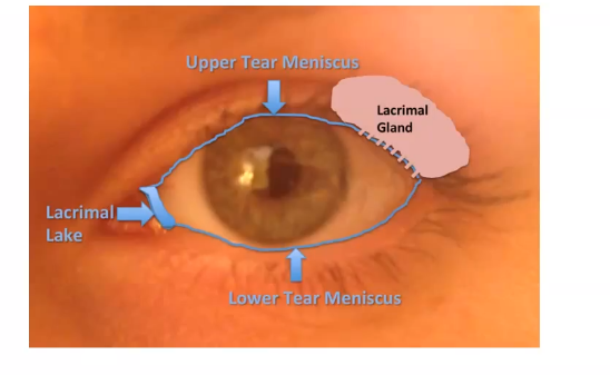 <p>tear film distribution</p>