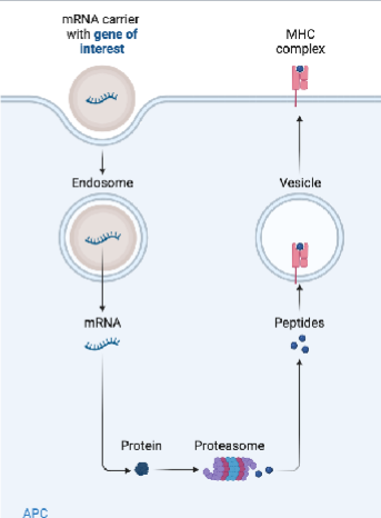 <p>Which category of vaccine does this image represent?</p>