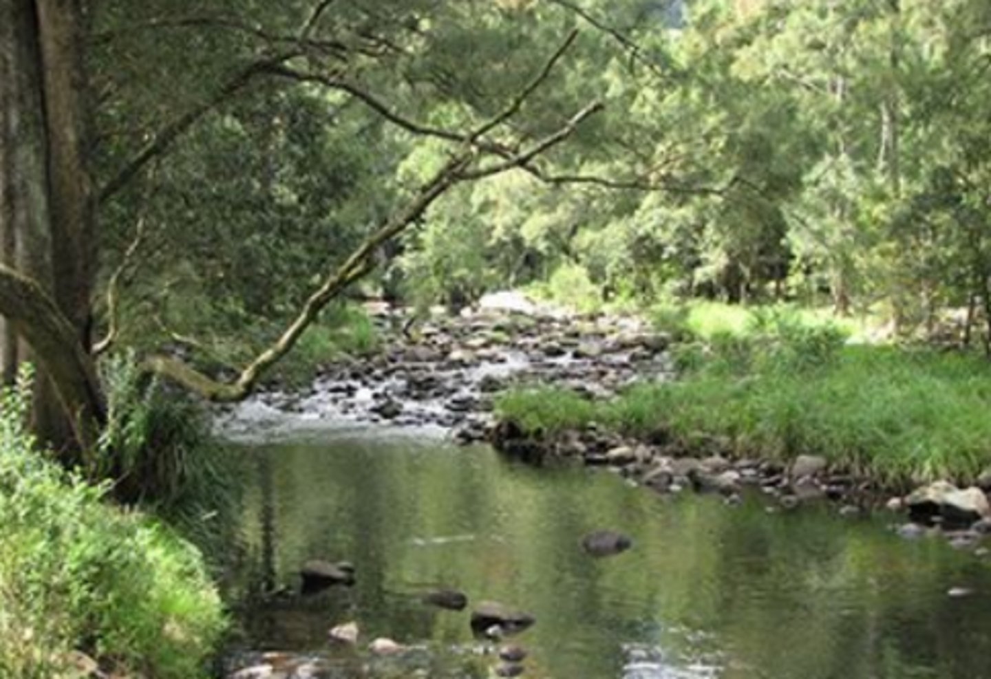 <p>characteristic of watersheds, adds organic matter to the soil, tree litter protects soils surface, roots prevent erosion, canopy keeps water cool to prevent thermal pollution and reduced force of rain and wind velocity, plant cover provides food and protection for organisms, riparian zone</p>