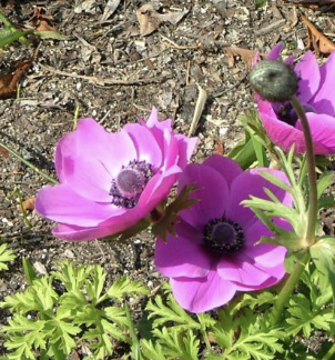 <p>Low spring bulb with cheerful daisy-like flowers in white, pink, and purple.</p>
