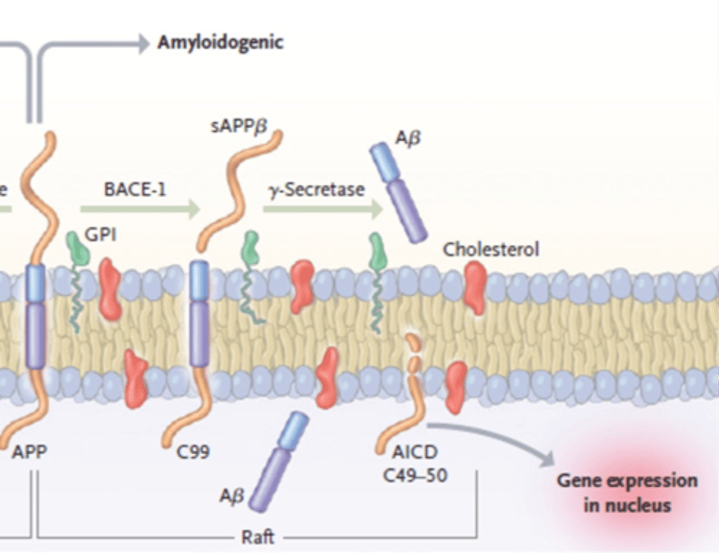<p>y-secretase cleaves C99</p><p>Produces B-Amyloid</p>