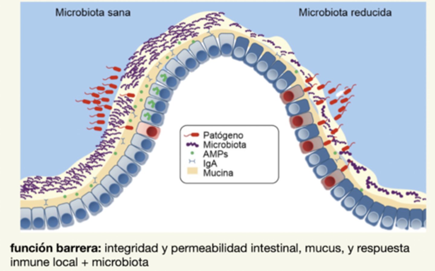 <p>integridad y permeabilidad intestinal, mucus, respuesta inmune local, microbiota</p><p>si hay barrera sana → ↓ entrada de patógenos</p>