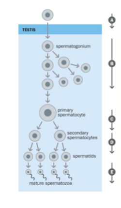 <p>= mannelijke gametogenese, in testis: begint met primordiale kiemcellen</p><p></p><ol><li><p>minder chiasmata/homologe recombinatie tov oögenese (vrouw)</p></li><li><p>spermatogonia (afgeleid van primordiale kiemcellen) prolifereren dmv mitose voornamelijk in de<strong> pubertijd (B)</strong></p></li><li><p>meiose I: primaire spermatocy → secundaire spermatocyten (C)</p></li><li><p>meiose II: secundaire spermatocyten → spermatiden (D)</p></li><li><p>spermatiden gaan nog morfogenese ondergaan (metamorfose) → mature spermacellen (E)</p></li></ol><p></p>