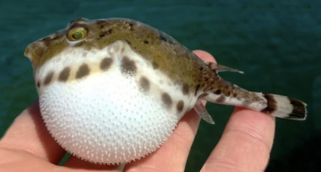 <p>Two dark bands on caudal fin</p><p>Variably colored with dark browns above and tan on sides and white on bottom</p><p>Row of dark blotches from mouth to tail</p>