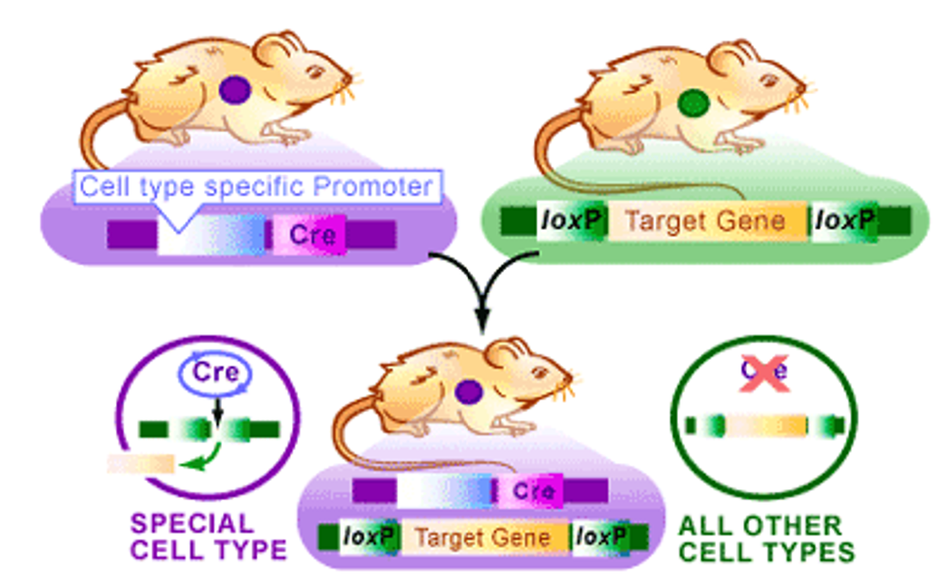 <p>SSR: Conditional KOs</p><p><span>•Conditional knock-outs are particularly useful for gene that are________lethal. They allow the researcher to bypass development and look in a specific tissue.</span></p><p><span>•__________expression can be under tissue-specific control or can be drug- or light-inducible.</span></p>