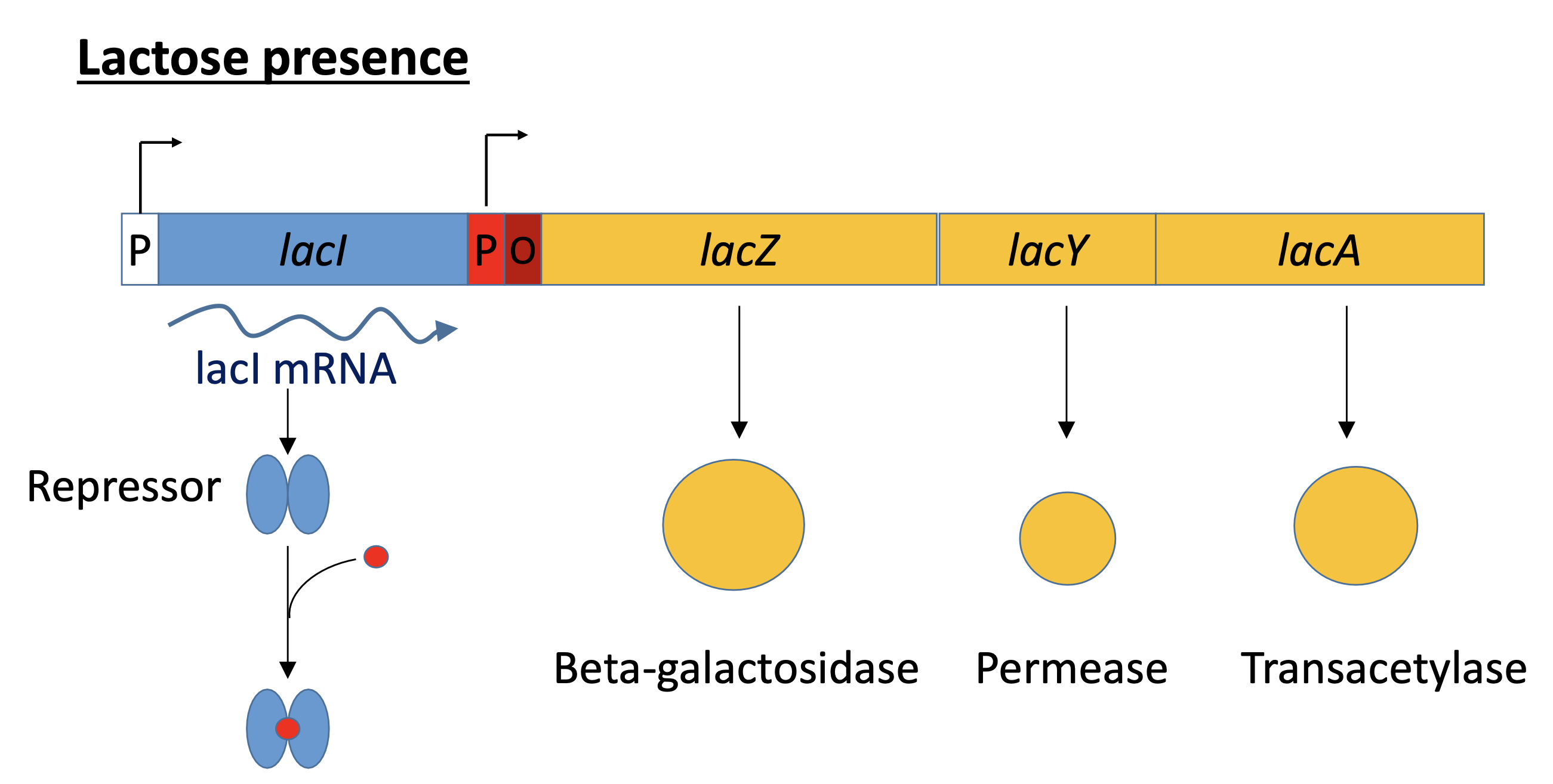 <p>In the absence of lactose, <em>lacI</em> gene (regulatory gene for <em>lac</em> operon) produces a protein that blocks RNA polymerase from binding to the operator of the operon.This blocks the transcription of the enzymes (Beta-galactosidase, Permease and Transacetylase) because there is no lactose in the environment. This protein can only be removed when allolactose binds to it, and inactivates it. Then, transcription can occur.</p>