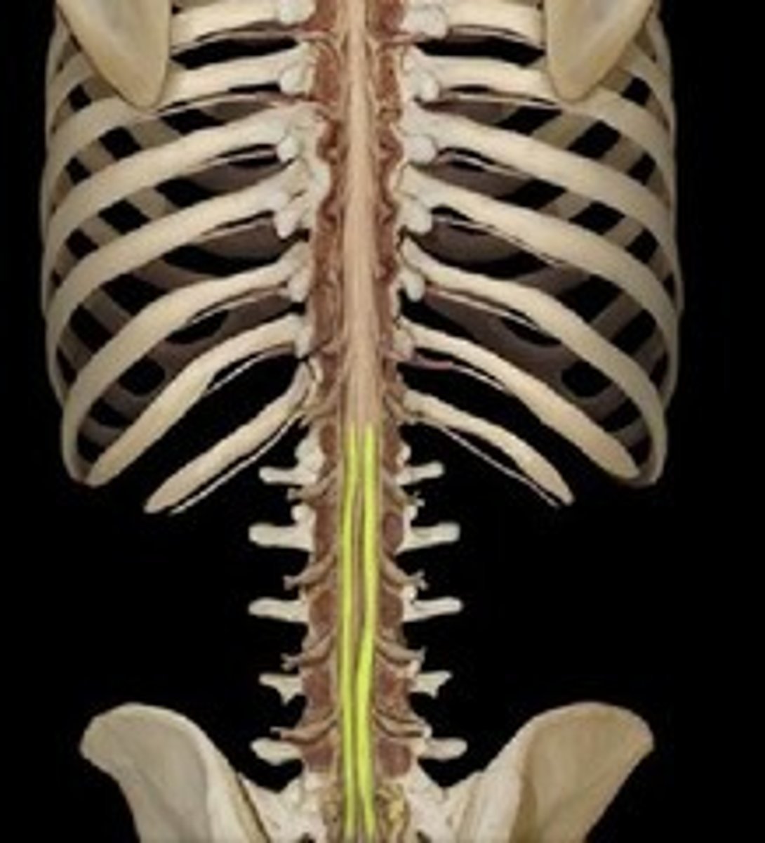 <p>collection of spinal nerves below the end of the spinal cord; below L1 vertebrae</p>