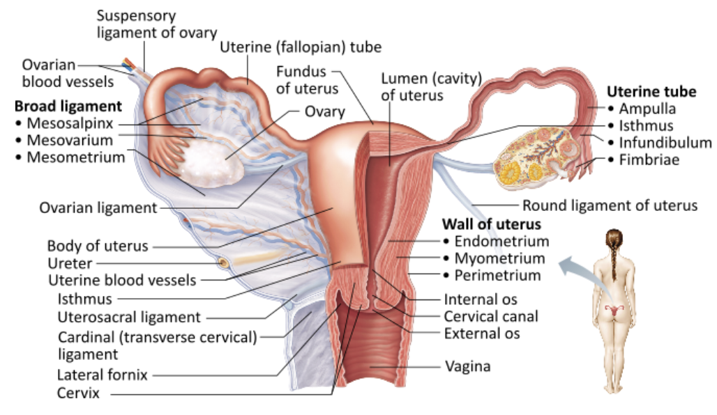 <p><strong>→ Uterine (fallopian) tube</strong></p><p>Eggs that successfully implant in the uterus are first fertilized in the uterine tube. This does not imply a "tubal pregnancy," where the zygote <em>implants </em>in the uterine tube</p><p></p>