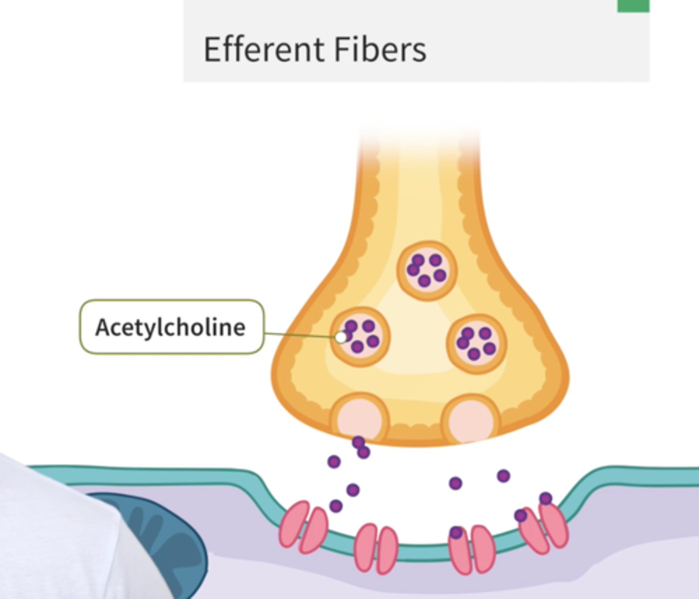 <p>acetylcholine (ACh)</p>