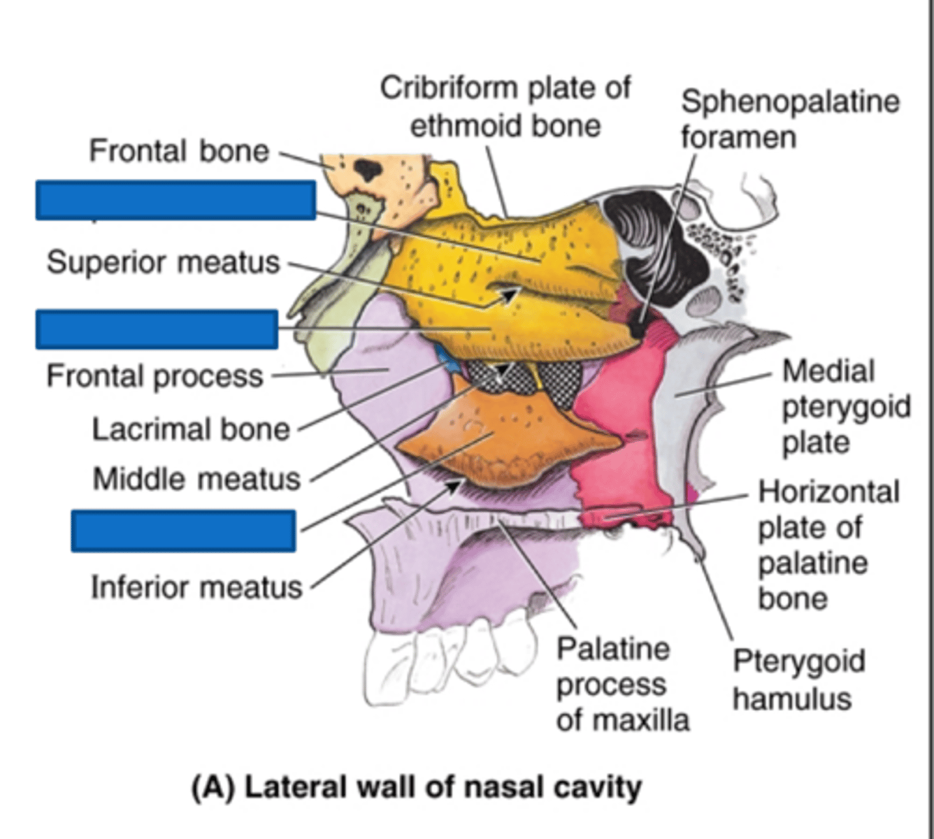 <p>superior, middle, inferior</p>