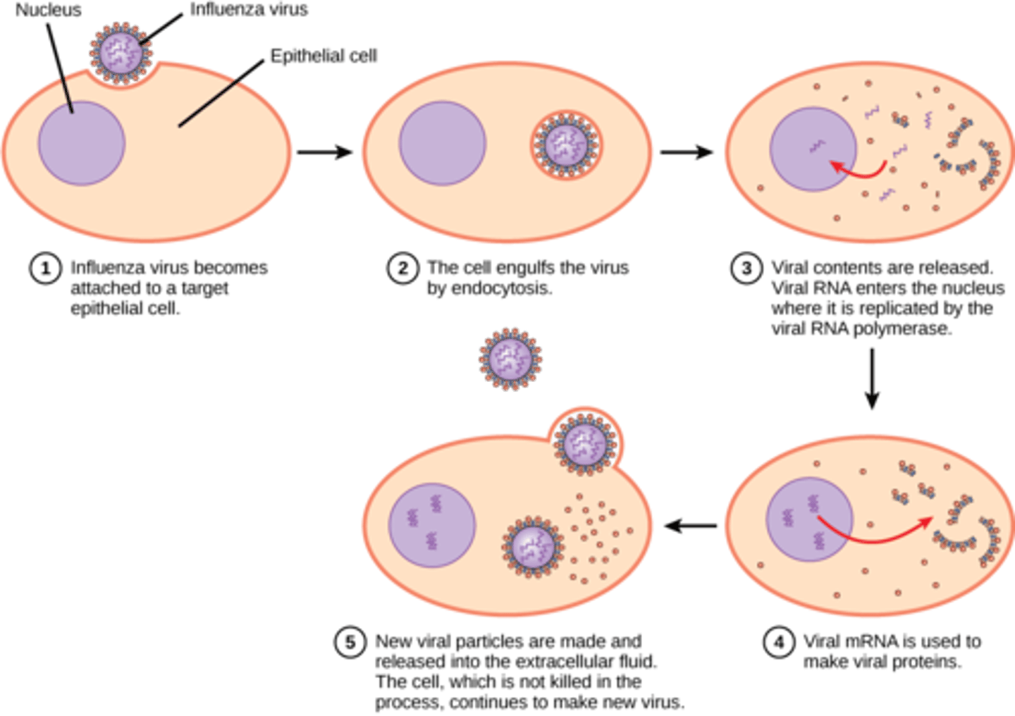 <p>nucleic acids and viral proteins</p>