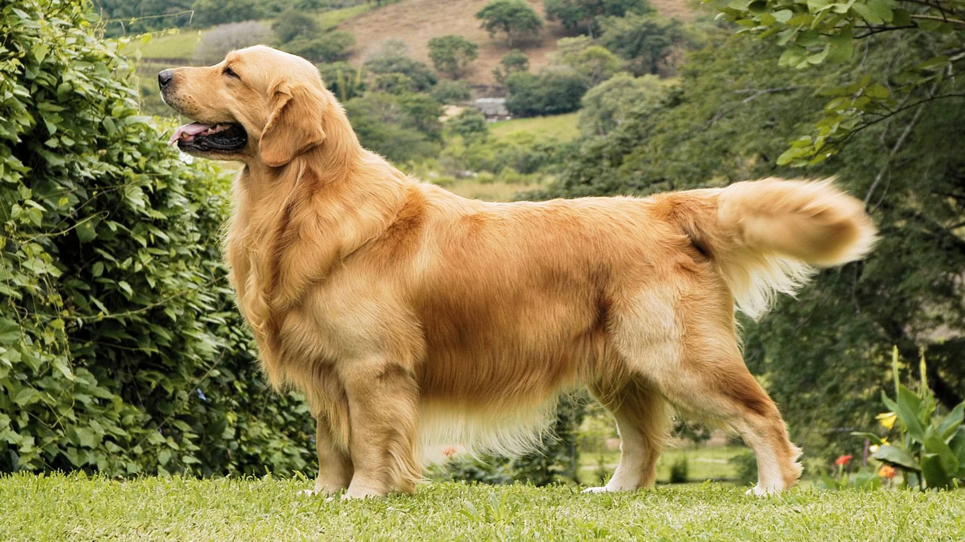 <ul><li><p>Sporting Group</p></li></ul><p></p>