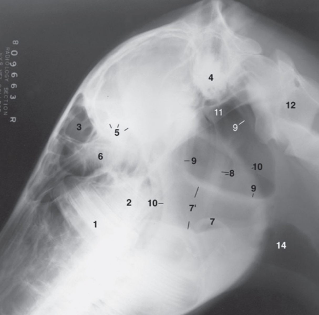 <p>- A ventral diverticulum of the auditory tube</p><p>- Dorsal boundary: Base of cranium and atlas</p><p>- Ventral boundary: Pharynx and beginning of esophagus</p>