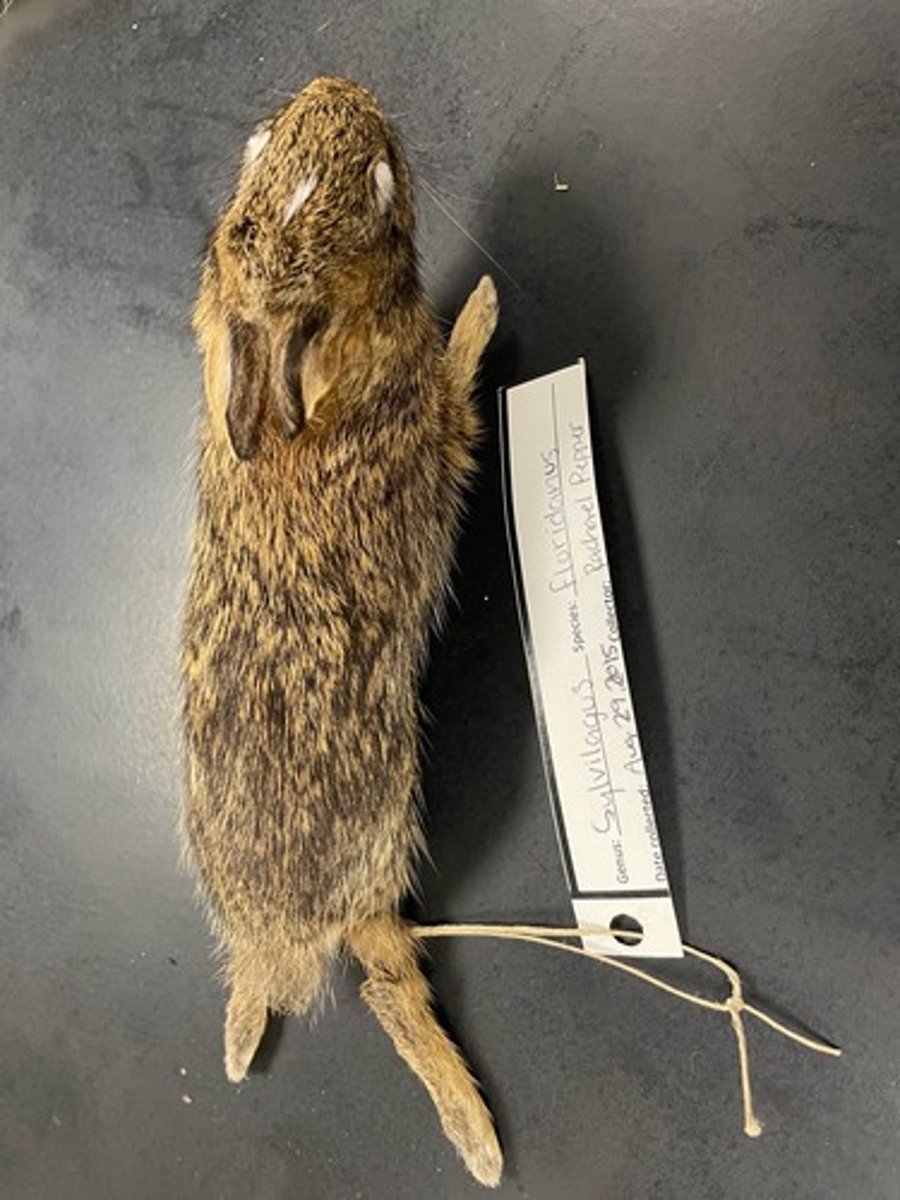 <p>Family: Leporidae</p><p>Genus & Species: Sylvilagus floridanus</p>