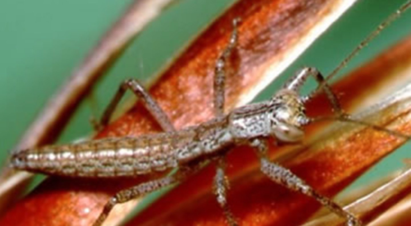 <p>Heelwalkers, gladiators</p>