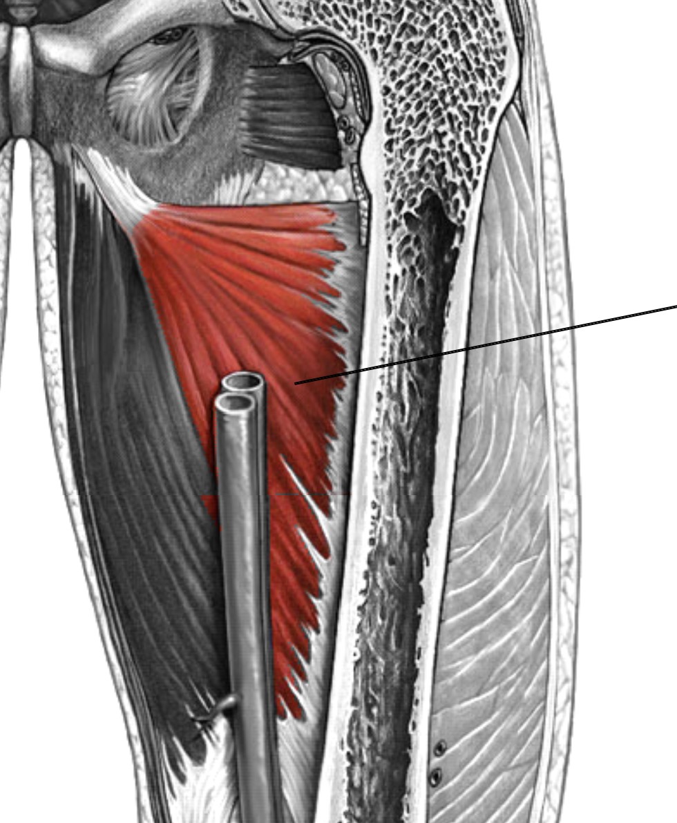 <p>Which muscle of the femur is:</p><ul><li><p>Deep to adductor longus, superior to gracilis</p></li><li><p>Action: adduct hip </p></li><li><p>Nerve: obturator</p></li></ul><p></p>