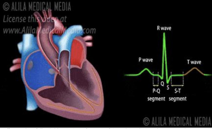 <p>ventricular systole/contraction (hidden is atrial diastole)</p>