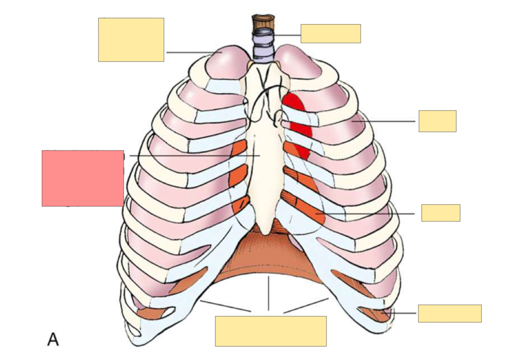 <p>What body part is this?</p>
