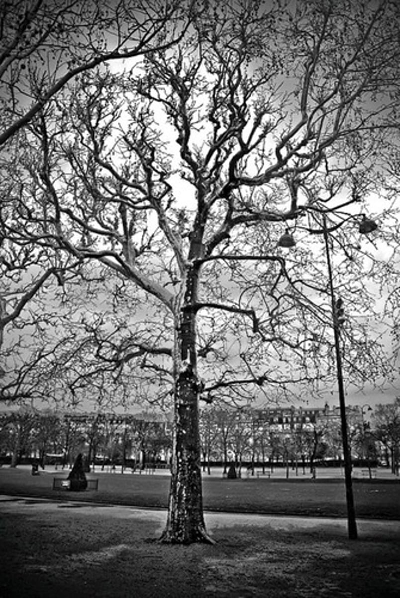 <p>uitbreiden, vertakken</p>