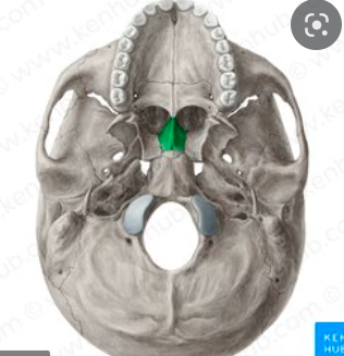 thin trapezoidal bone of the skull forming the posterior and inferior parts of the nasal septum