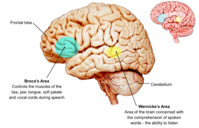 <ul><li><p>Intelligence is not just a function of brain size: relative brain size appears to be more important (brain size compared to body size).</p></li><li><p>Modern humans have a brain volume three times larger than that predicted for an average monkey or ape with our body size.</p></li><li><p>Another important factor is the organization of the brain, evident in the development of the areas concerned with spoken language.</p></li><li><p>Two areas of the brain have become highly developed in modern humans:</p><ul><li><p>Broca’s area concerned with speech</p></li><li><p>Wernicke’s area concerned with comprehension of language.</p></li></ul></li></ul>