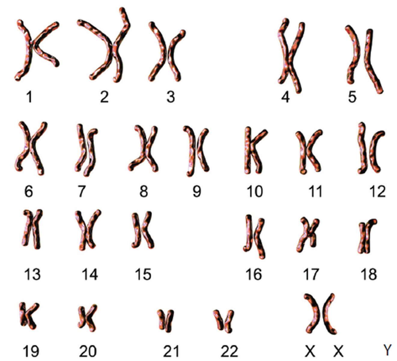 <p>a way of representing a complete set of chromosomes, arranged in pairs, in order of decreasing size</p>