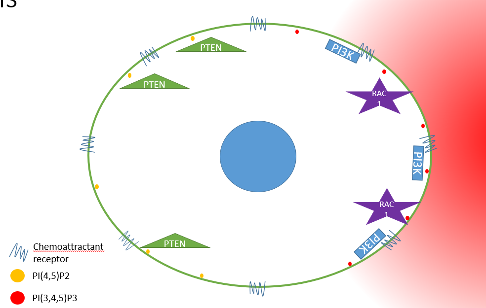 the cell responds to a gradient of signal (relative concentration), established by spatially separating GTPases

\
__Process__:


1. **Chemoattractant receptors** are activated more on one side of the cell.
2. Receptors bind ligand and **recruit PI3k**.
3. PI3k **creates PIP3**. PIP3 concetrations are higher at the front of the cell.
4. **PTEN binds PIP2** in order to create more PIP2. PTEN localizes to back of cell. 
5. **PIP3 recruits Rac1** GTPase, which stimulates **actin polymerization** at the front of the cell. 
6. **Rac1 inhibits RhoA**, causing RhoA to localize at the back of the cell.
7. **PTEN interacts with FAK** at the back of the cell.