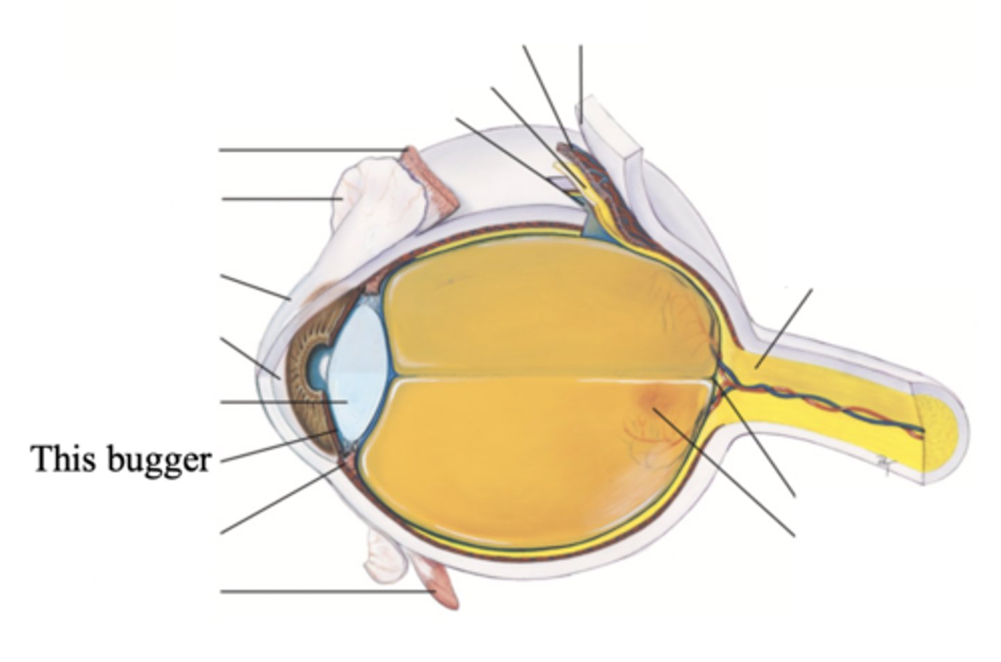 <p>The chamber located behind the iris to the sides of the lens</p>