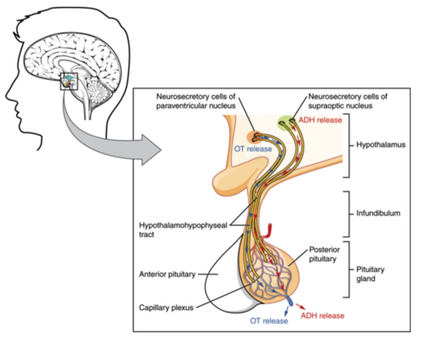 <p>anterior pituitary</p><p>(Note: examples of peptide hormones)</p>
