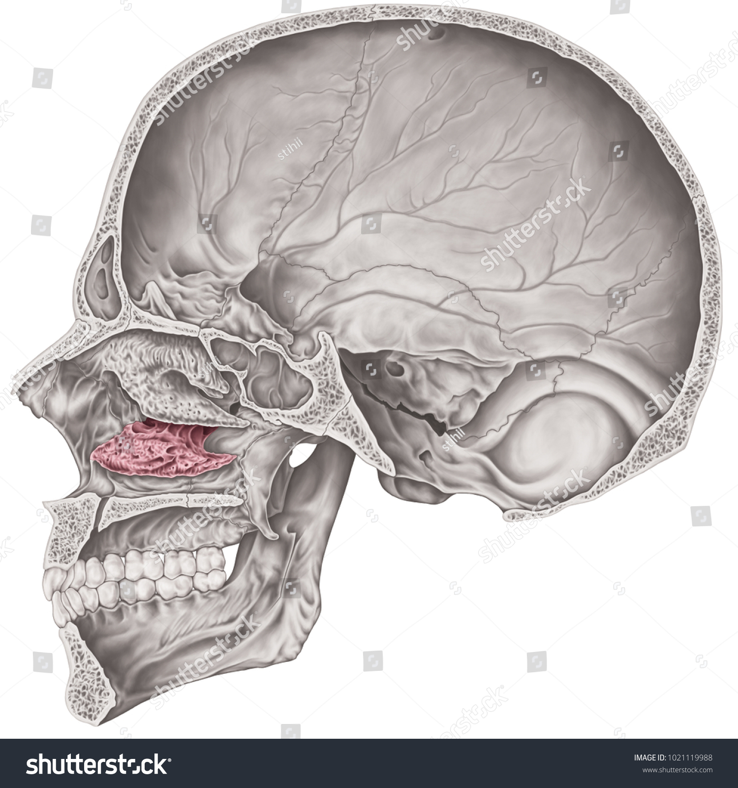 <p>attached to lateral walls of nasal cavity</p><ul><li><p>increases the surface area of the nasal cavity and help swirl and filter air before it passes into the lungs</p></li></ul><p></p>