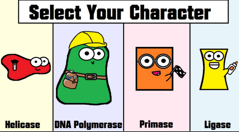 <p>Helicase, DNA Polymerase, Primase, Ligase, and Exonuclease. </p>