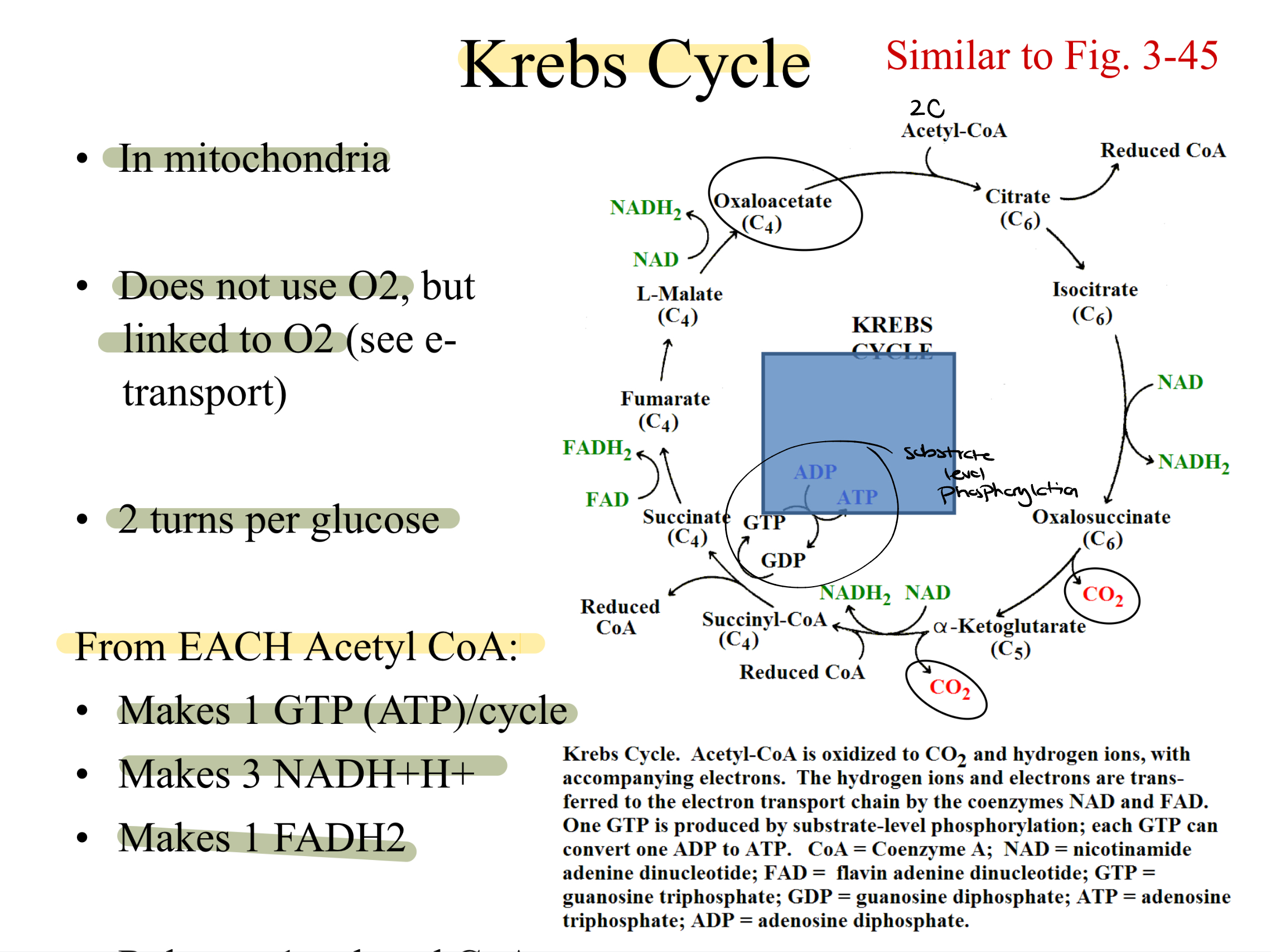 <p>Acetyl CoA oxidized to CO2 and hydrogen ions, with accompanying electrons. Hydrogen ions and electrons are transferred to the ETC by the coenzymes NAD and FAD. one GTP is produced by substrate-level phosphorylation; each GTP can convert one ADP to ATP.</p><ul><li><p>requires a lot of oxidized coenzymes</p></li><li><p>doesn’t use O2, synchronized with electron transport</p></li></ul><p></p>